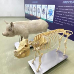 感动中国十大动物“猪坚强”