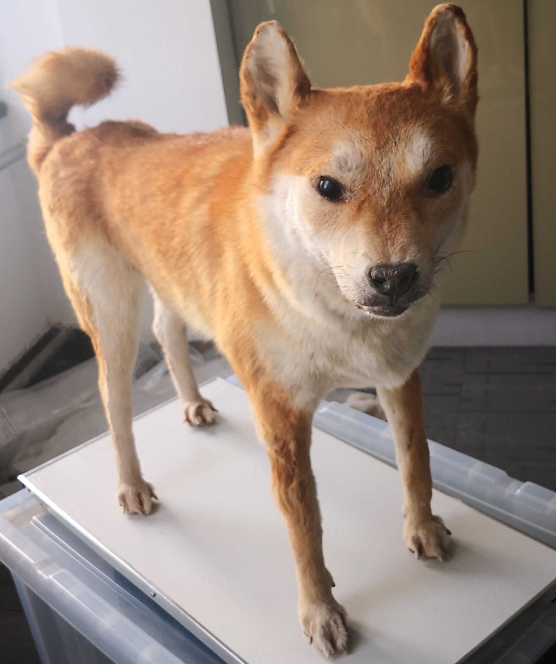 犬类塑化.jpg